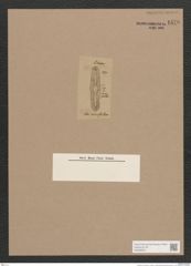 Navicula sp. (de-Toni-Nr.: Genus 1) Zeichnungen Sammlung Grunow Nr. 1570 (NHMW-BOT-W0368097)